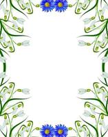 spring flowers snowdrops isolated on white background photo