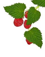 Ripe raspberries isolated on white background cutout photo