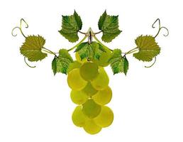 Grapes isolated on white background photo