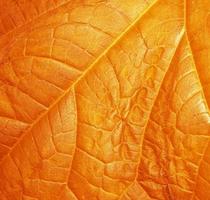 Blurred. Autumn.The natural texture of a orange leaf. photo