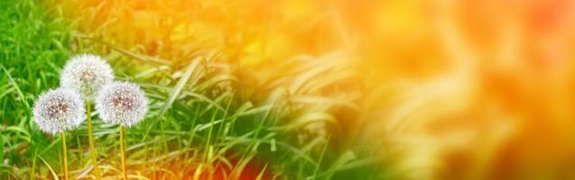 Fluffy dandelion flower photo