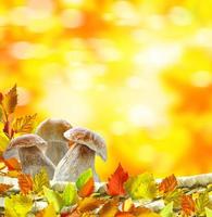 beautiful colorful autumn leaves and mushrooms boletus photo