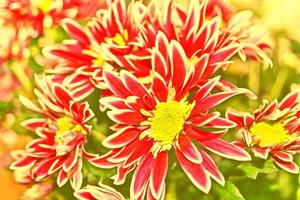 Colorful chrysanthemum flowers on a background of the autumn landscape photo