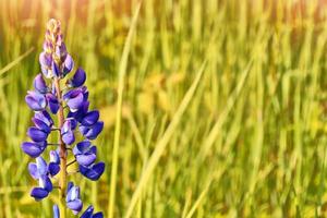 Summer landscape with beautiful bright lupine flowers photo