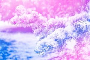 Frozen winter forest with snow covered trees. photo