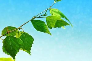 Green birch leaves on a background of the spring landscape. photo