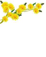 dandelion flowers isolated on white background photo