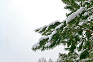 forest in the frost. Winter landscape. Snow covered trees photo