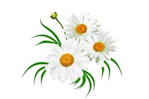 daisies summer white flower isolated on white background. photo