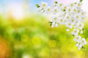 jazmín blanco la rama delicadas flores de primavera foto