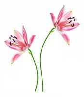 Bright lily flowers isolated on white background. photo