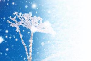 Blurred frozen grass. Winter abstract background. Landscape. photo