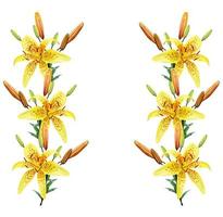 Bright lily flowers isolated on white background. photo