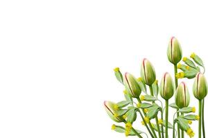 spring flowers tulips isolated on white background. photo