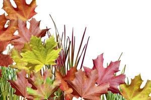 autumn leaves isolated on white background photo