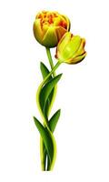 Dutch tulip isolated on white background photo