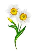 spring flowers narcissus isolated on white background photo