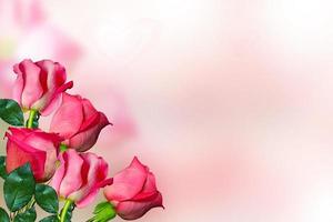los capullos de flores rosas. foto
