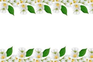 branch of jasmine flowers isolated on white background photo