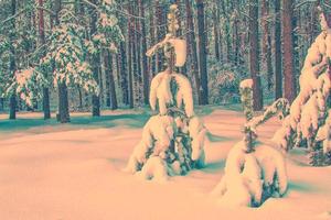 bosque de invierno congelado con árboles cubiertos de nieve. foto