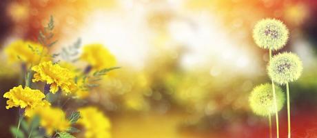 Fluffy dandelion flower against the background of the summer landscape. photo