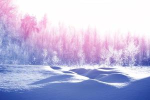 Frozen winter forest with snow covered trees. photo