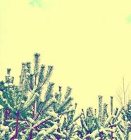 Frozen winter forest with snow covered trees. photo