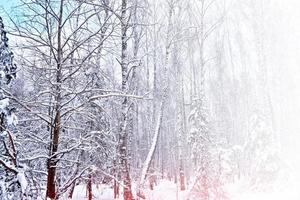 Frozen winter forest with snow covered trees. photo