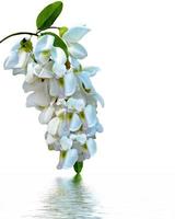 branch of acacia flowers isolated on white background photo