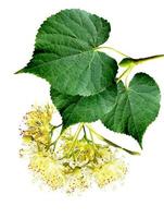 linden flowers on a white background photo