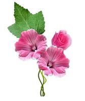 lavatera flowers isolated on white background. bright flower photo