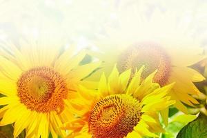 Beautiful sunflower field in summer photo