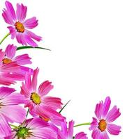 Cosmos flowers isolated on white background. photo