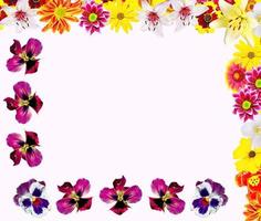 Colorful bright flowers isolated on white background photo