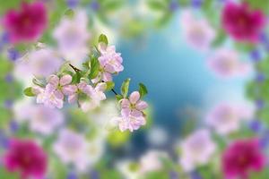 Blossoming branch apple. photo