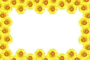 Bright colorful sunflower flower isolated on white background. photo