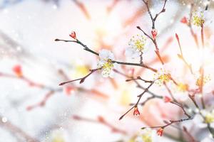 Blossoming branch apricot . Bright colorful spring flowers photo