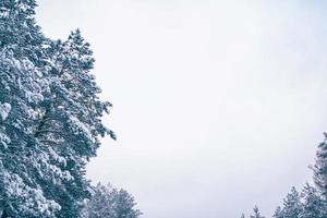 bosque de invierno congelado con árboles cubiertos de nieve. foto