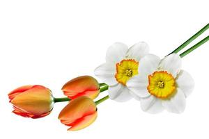 spring flowers narcissus isolated on white background photo