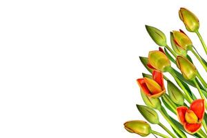 spring flowers tulips isolated on white background. beautiful flowers photo