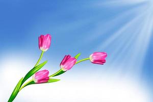 Flowers tulips on a background of blue sky with clouds. photo