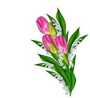 spring flowers tulips isolated on white background. photo