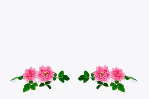 Flower bud roses on a white background photo