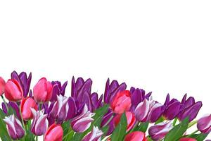 spring flowers tulips isolated on white background. photo