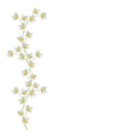 branch of jasmine flowers isolated on white background photo