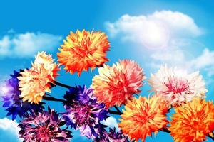 Flowers cornflowers on a background of blue sky with clouds photo
