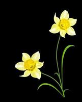 spring flowers narcissus isolated on black background photo