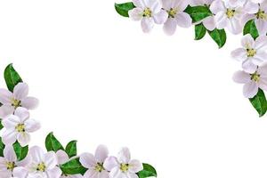 Beautiful delicate white flowers of apple blossom isolated on white background. photo