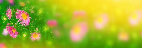 Colorful aster flowers on a background of the autumn landscape photo