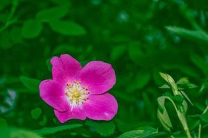 Delicate wild rose garden flowers photo